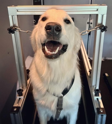 Equipamento de corrida para cães revestido por eletroforese e seguro