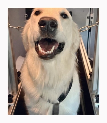 Outros Tipo de item Esteira para cães para amigos de quatro patas de diferentes tamanhos