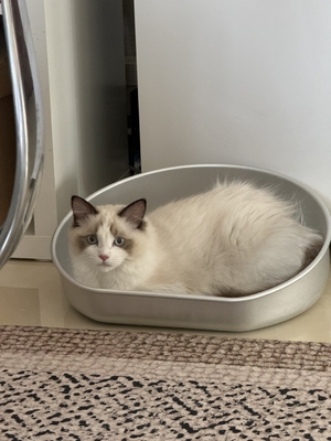 Mantenha-se fresco este verão com o nosso frigorífico Cat Pot aceitável OEM ODM Alumínio Bacia