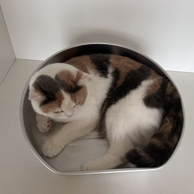 Tapete de cama de gato refrigerante lavável à mão para material de alumínio de verão e resistente a mordidas