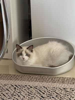 Tapete de cama de gato refrigerante lavável à mão para material de alumínio de verão e resistente a mordidas