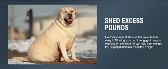 Máquina de esteira de animais personalizada para cães grandes enviada para Shanghai ou Porto de Nanjing