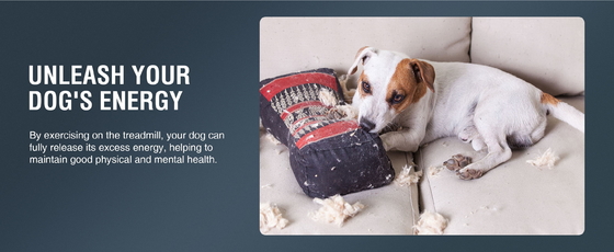 Máquina de esteira de animais personalizada para cães grandes enviada para Shanghai ou Porto de Nanjing