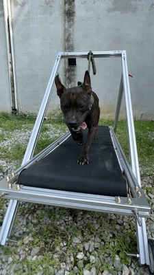 Exercício do cão Slatmill Animais de estimação esteira máquina de caminhada para Pit Bull
