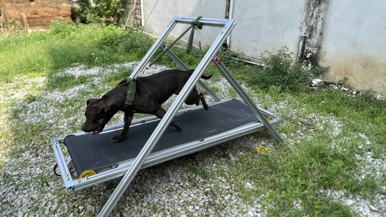 Exercício do cão Slatmill Animais de estimação esteira máquina de caminhada para Pit Bull