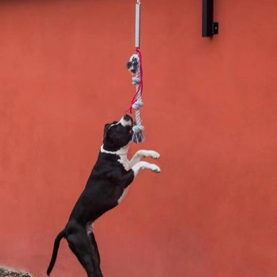 Large Dog Spring Pole Set Pesado e sustentável para cães de até 105lbs/210lbs