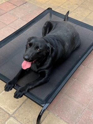 Cama portátil XL de aço inoxidável com design elevado e representação animal
