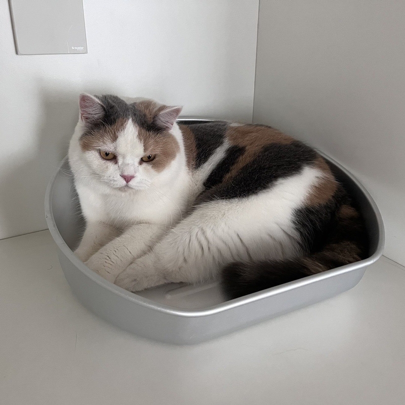Mantenha-se fresco este verão com o nosso frigorífico Cat Pot aceitável OEM ODM Alumínio Bacia