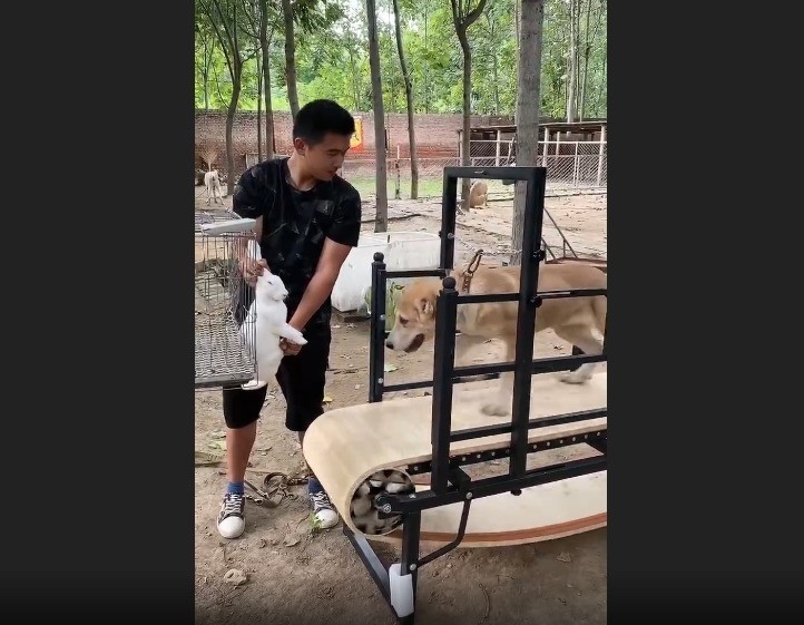 Trampolina personalizada para cães para cães de grande porte