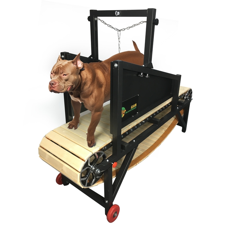 Equipamento de agilidade para cães de médio e grande porte